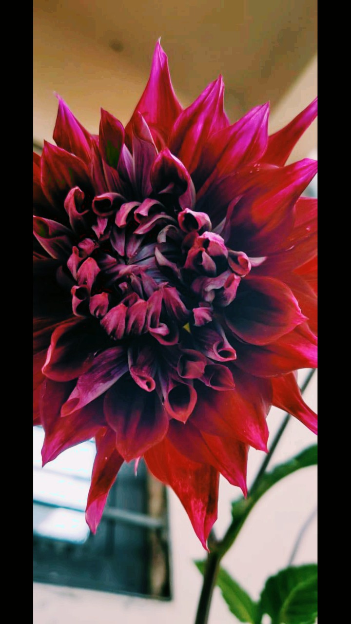 beautiful flower ❤️