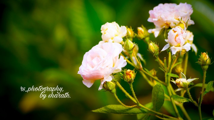 Rs_photography, by sharath