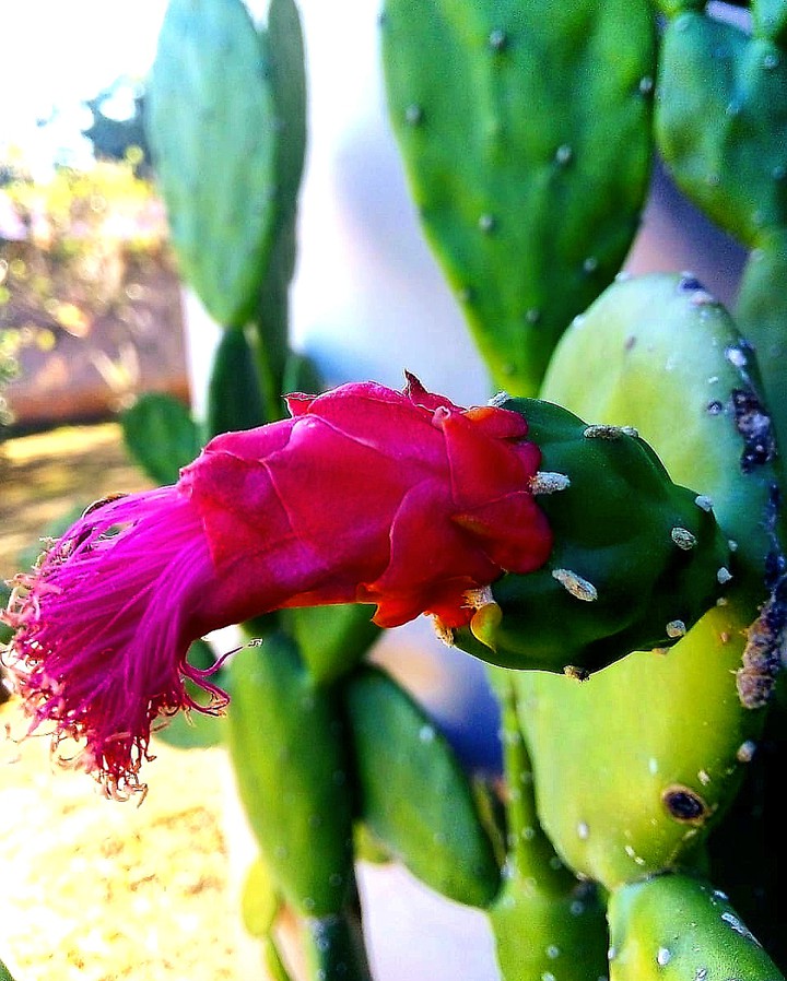 CACTOS