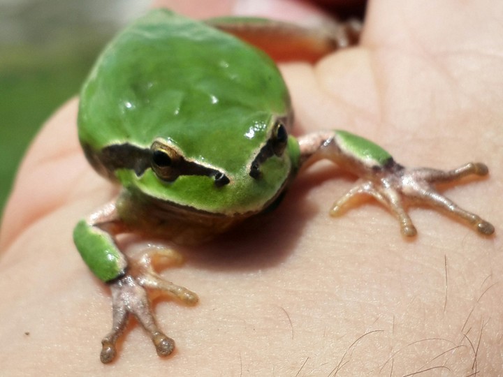 Animal