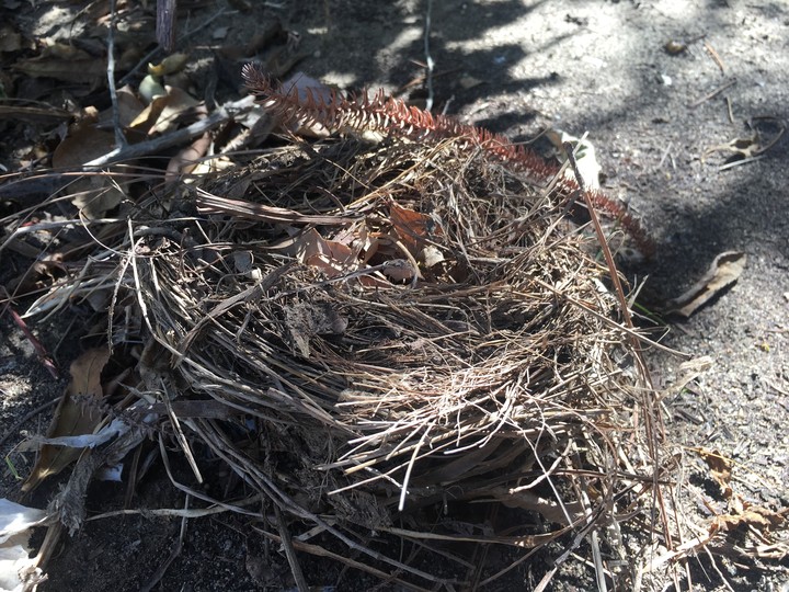 #bird