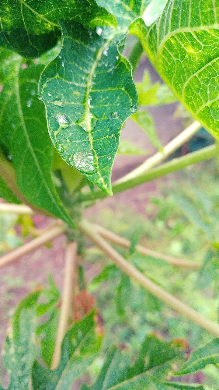 leaf