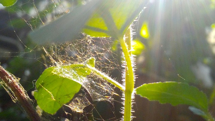 leaf_with_spiderweb