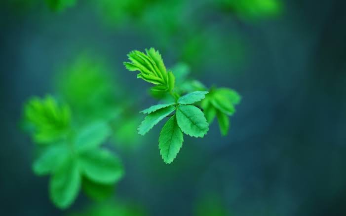 tender green
