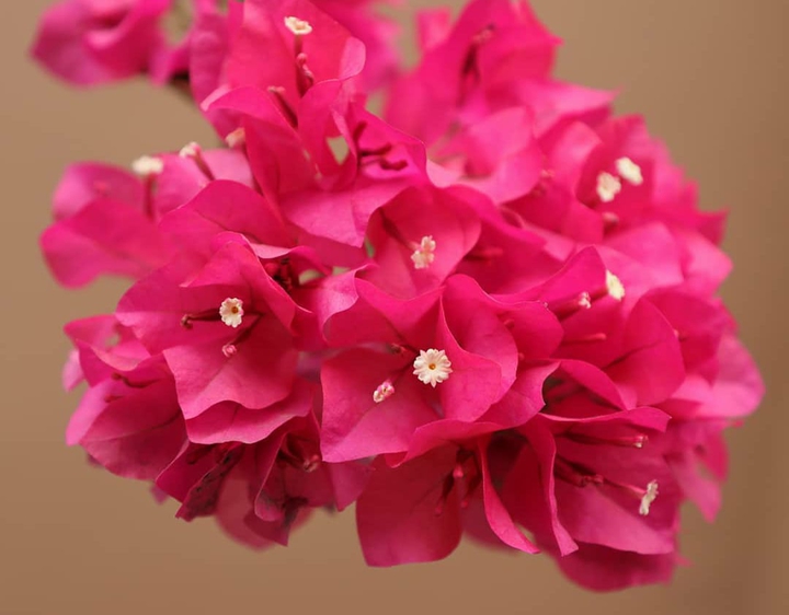 Bougainvillea !!!