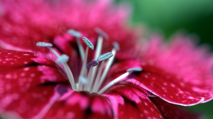 Red Hibiscus waiting for morning