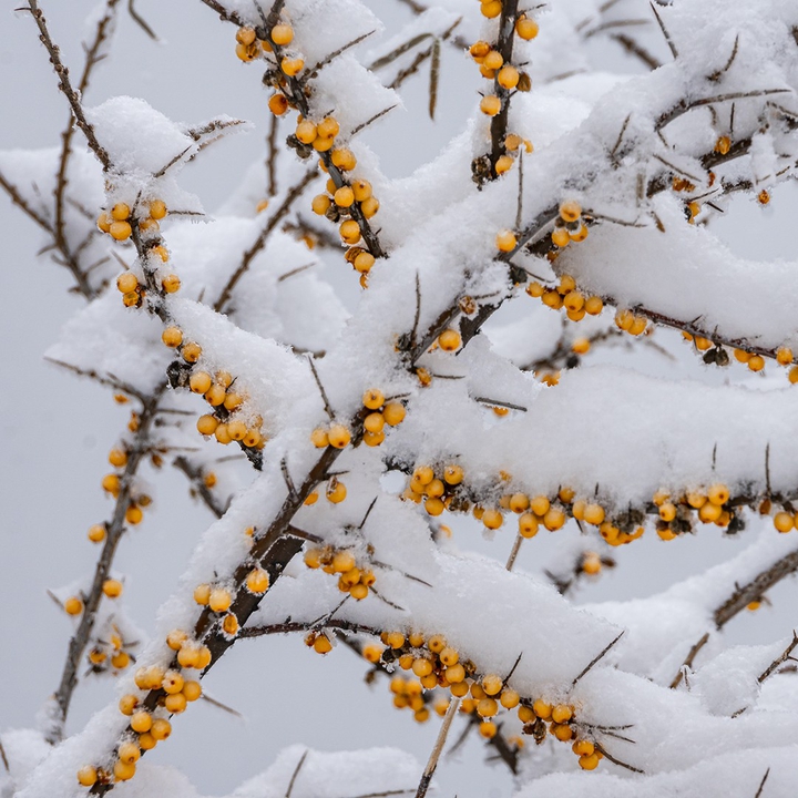 winter