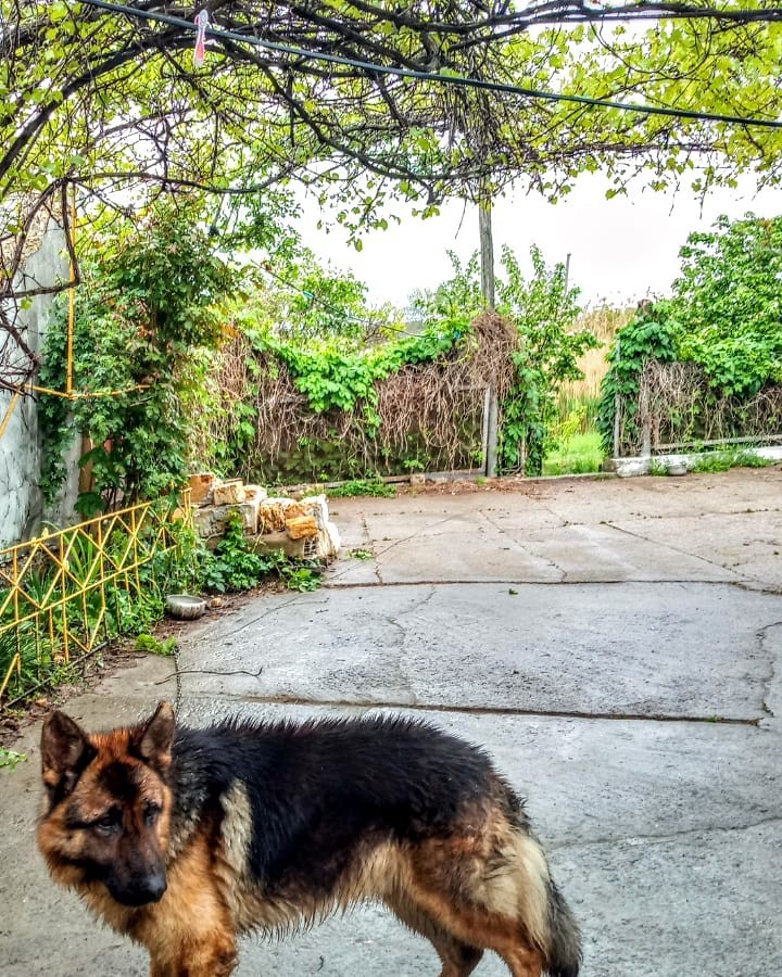 dog