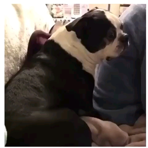 Shocked dog