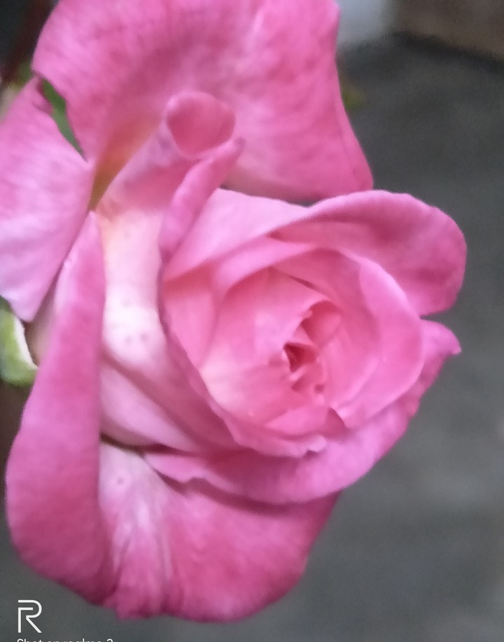 #rose_shine