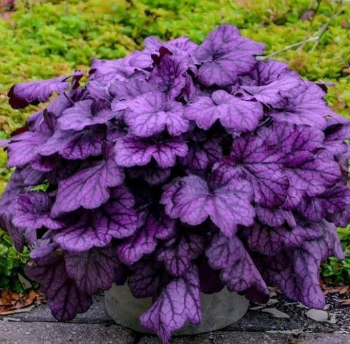plant