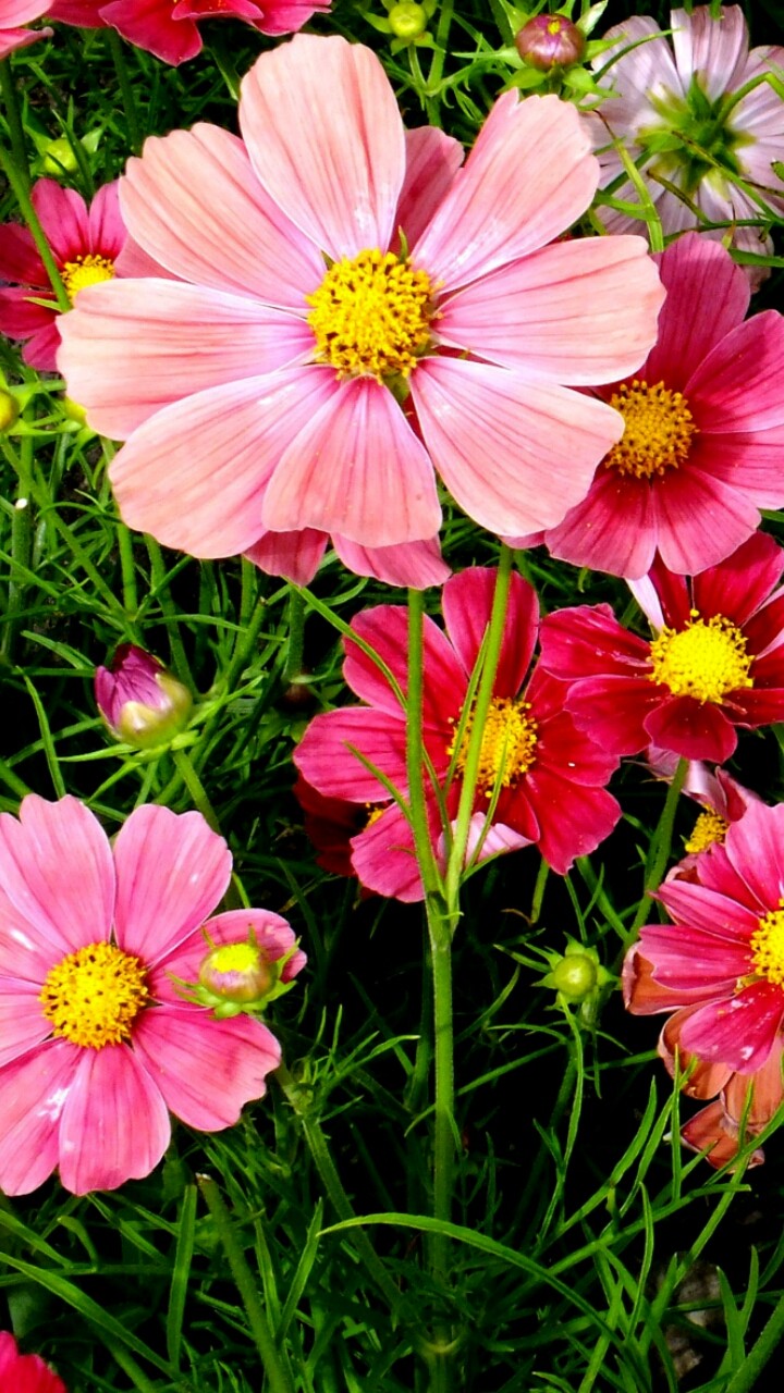 We love flowers