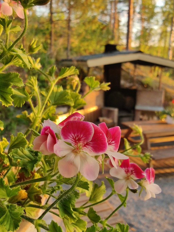 pink flowers