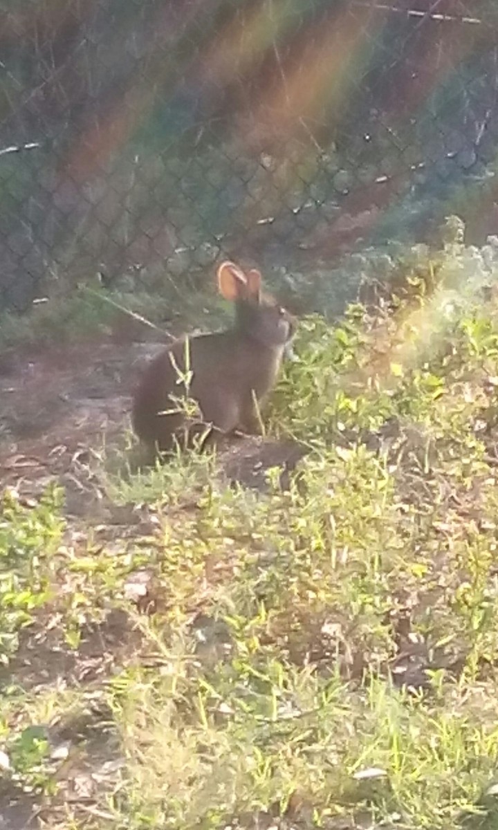 sunny bunny