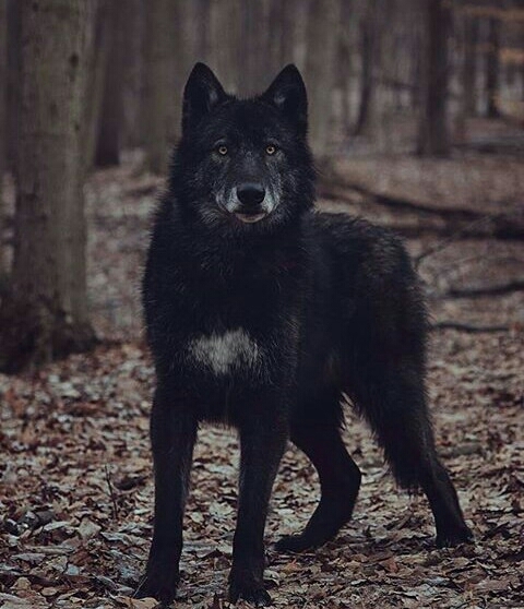 Beautiful black wolf.