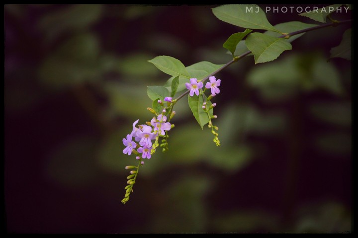 flowers. nature