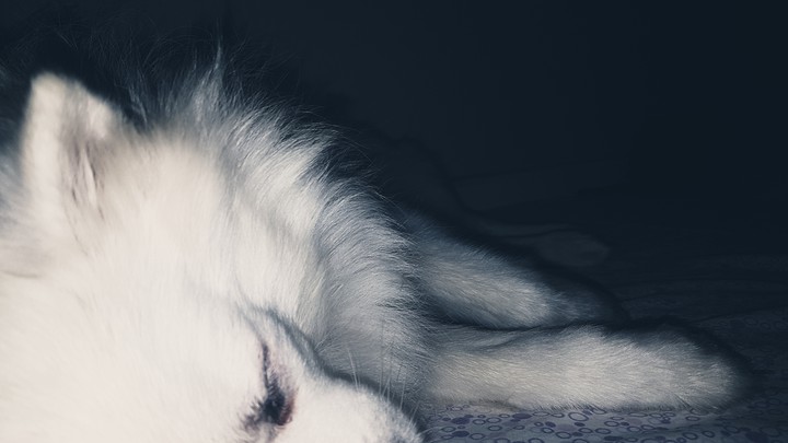 dog