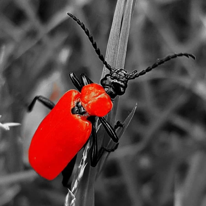 beatle