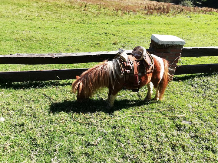 pony