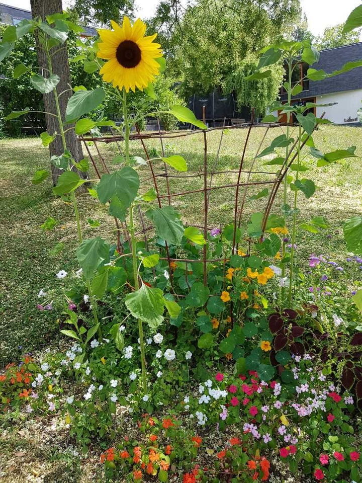 my garden pick hehe