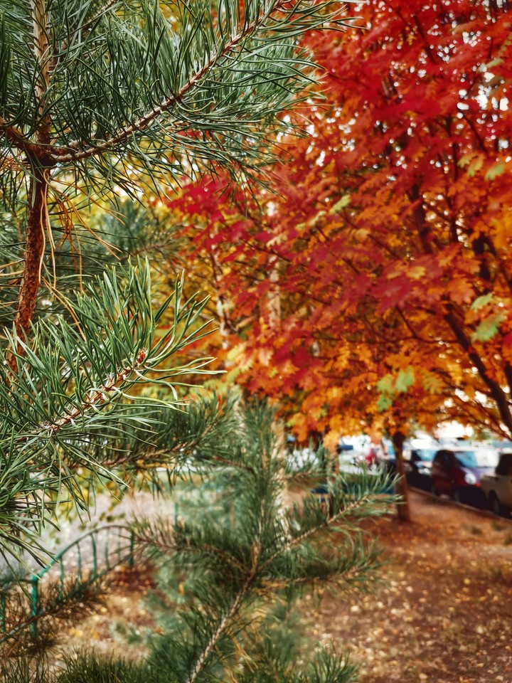 Autumn