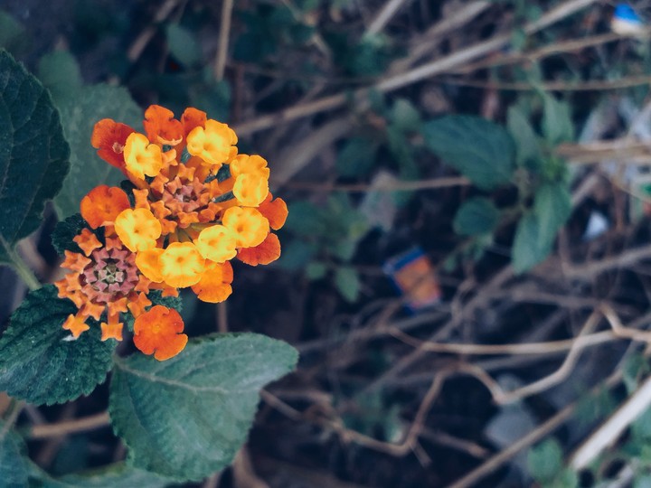 Natural bouquet