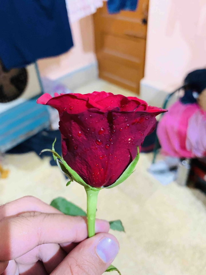 Red rose a symbol of passionate love