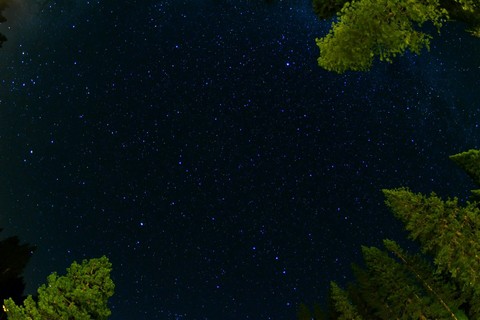 Tree's in the night!