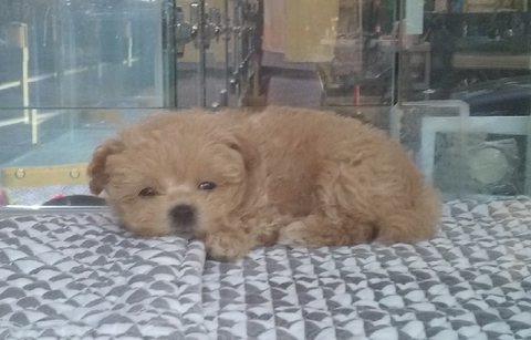 tapety canidae, puppy
