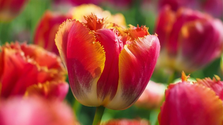 Tulip Flowers