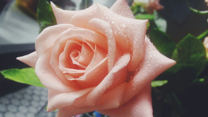 My rose.