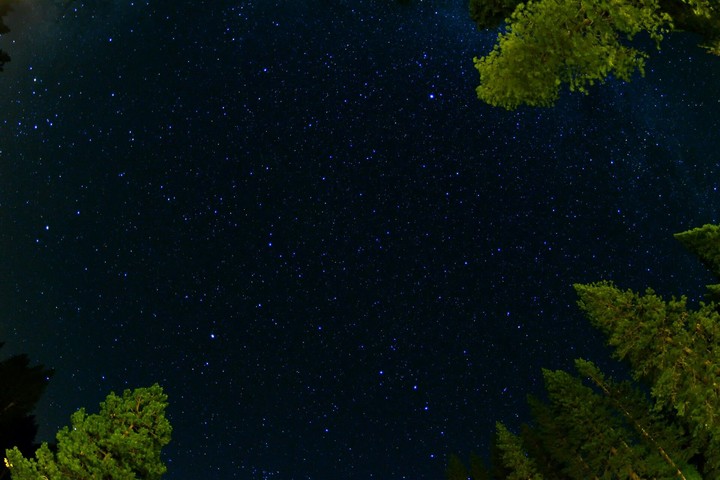 Tree's in the night!
