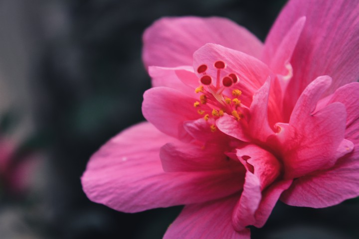 the lonely flower