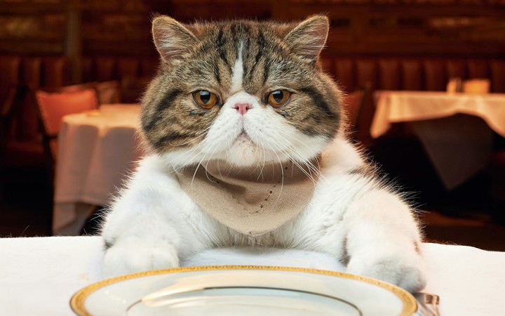 Hungry cat
