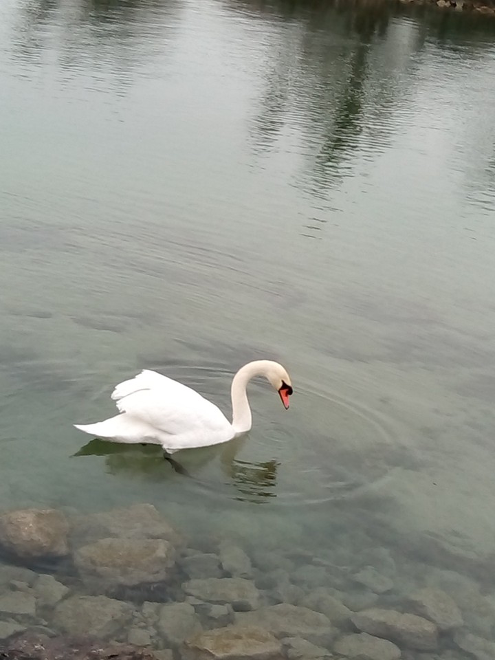 j'étais a berne et jai vu des cygnes
