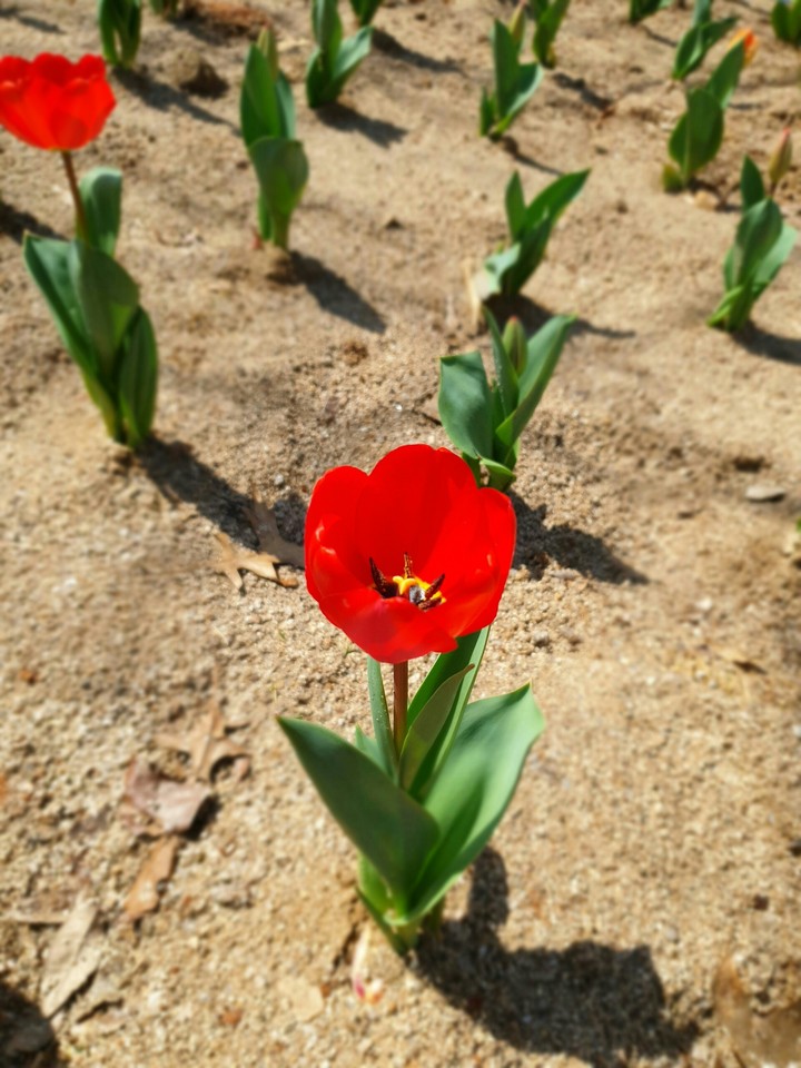 ?꽃?