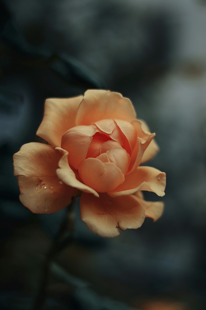yellow flower