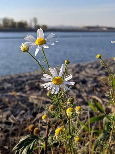 chamomile