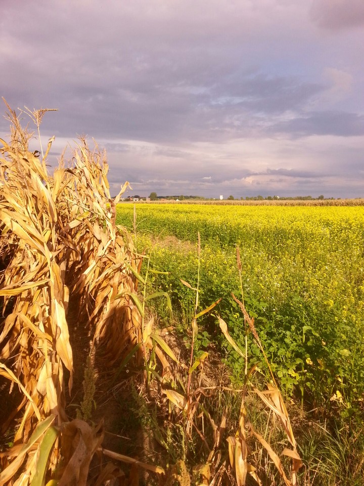 *Corn*