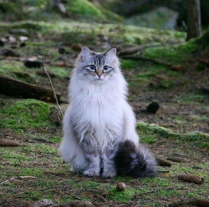 лес