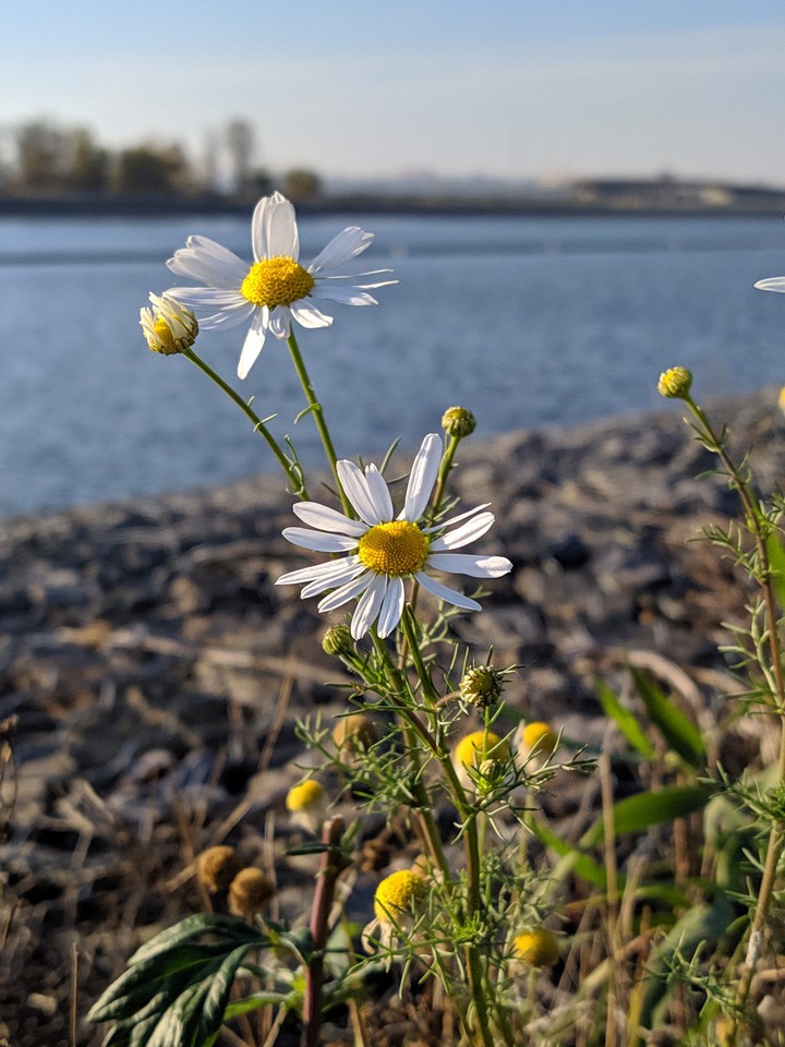 chamomile