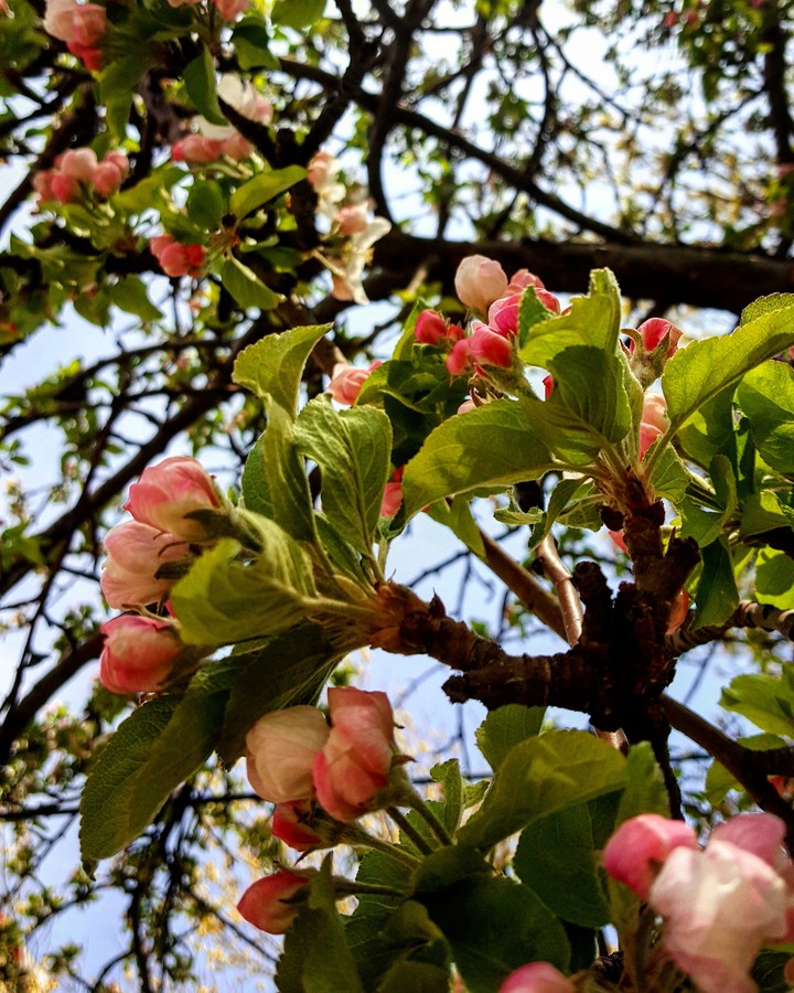 Springgg