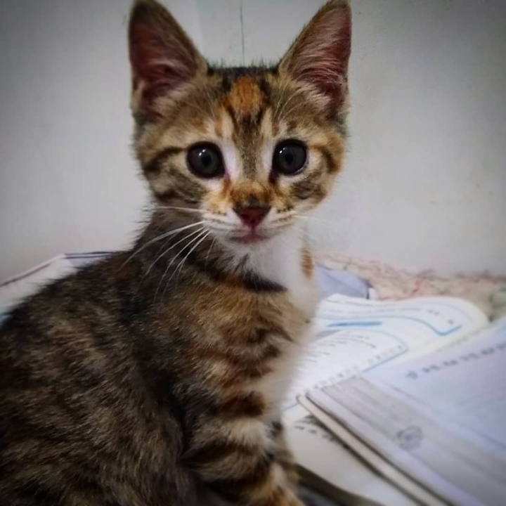 lovely cat