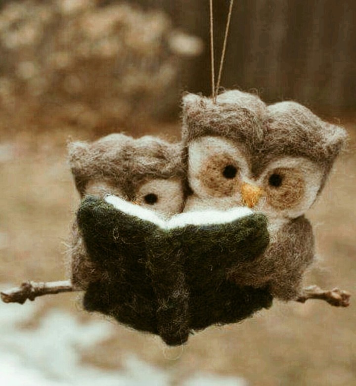 owl and warm winter