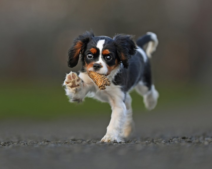 Puppy