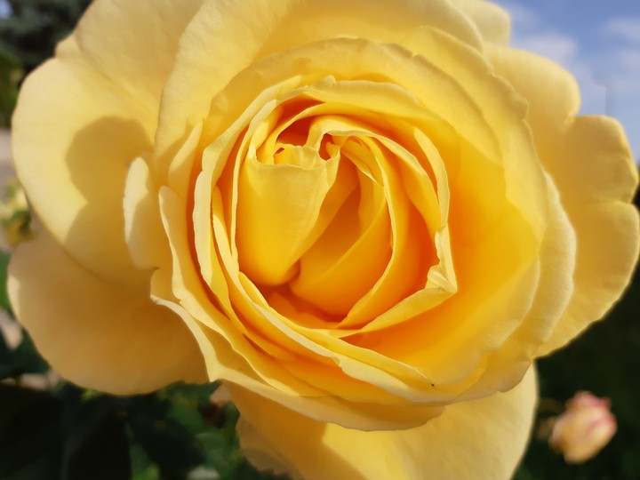 yellow.