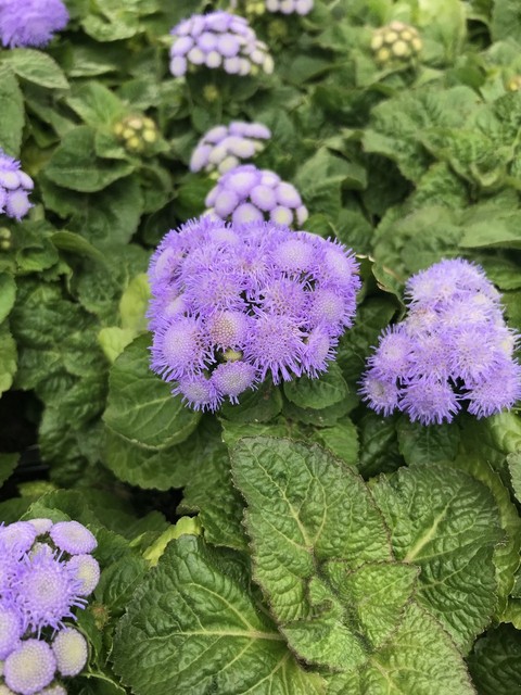 wallpaper groundcover, subshrub
