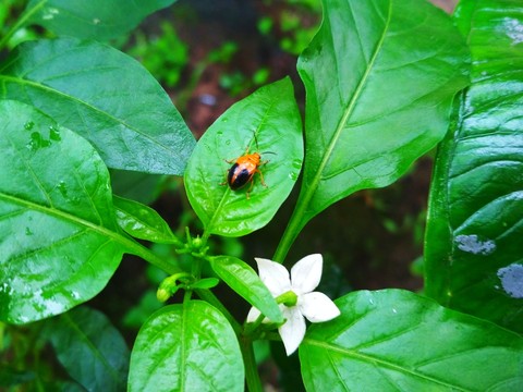 Insect