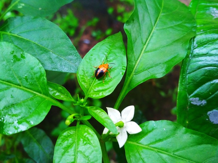 Insect