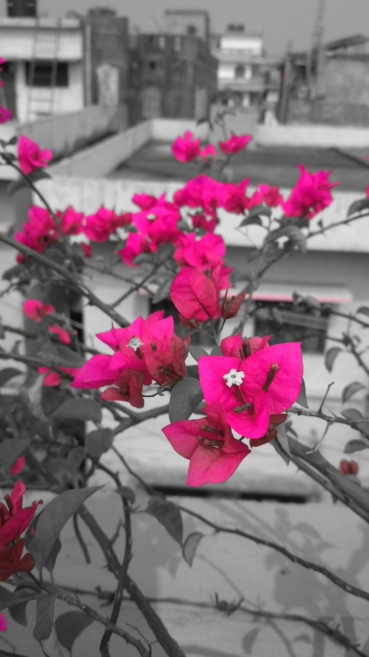 a beautiful flower in  my terrace